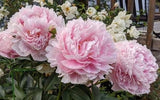 Herbaceous Peony 'Sarah Bernhardt' [Sz:Bare Rooted]