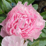 Herbaceous Peony 'Sarah Bernhardt' [Sz:Bare Rooted]