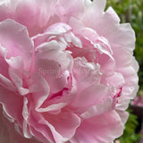 Herbaceous Peony 'Sarah Bernhardt' [Sz:Bare Rooted]