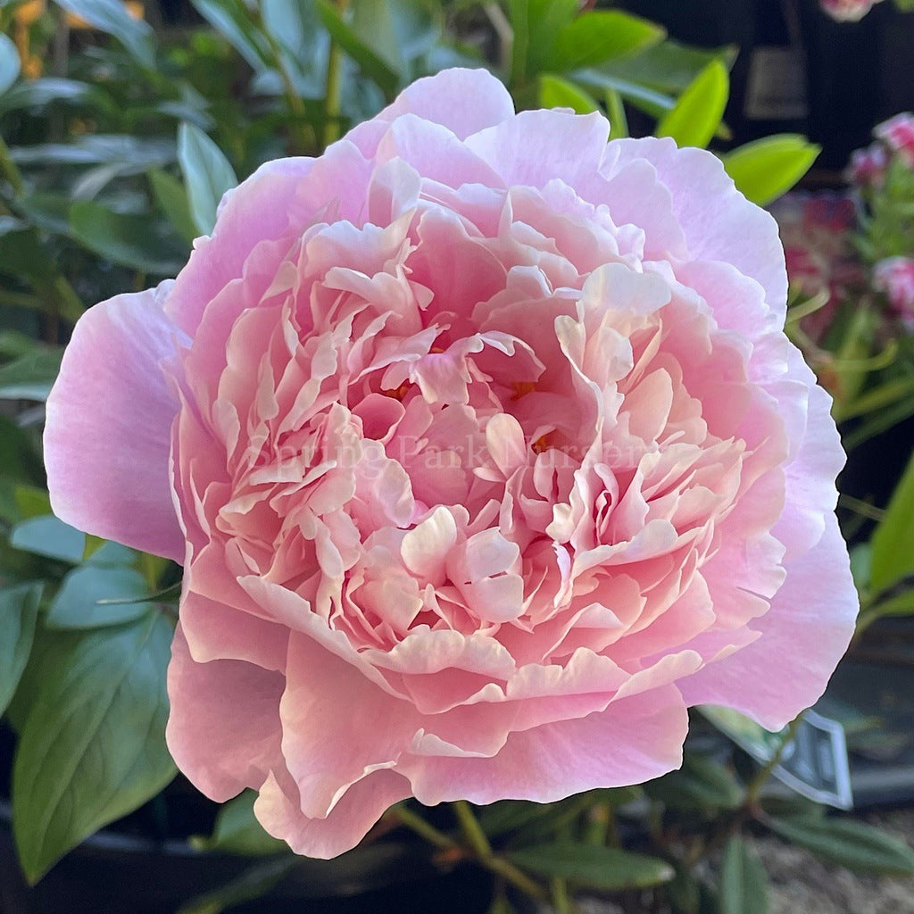 Herbaceous Peony 'Sarah Bernhardt' [Sz:Bare Rooted]