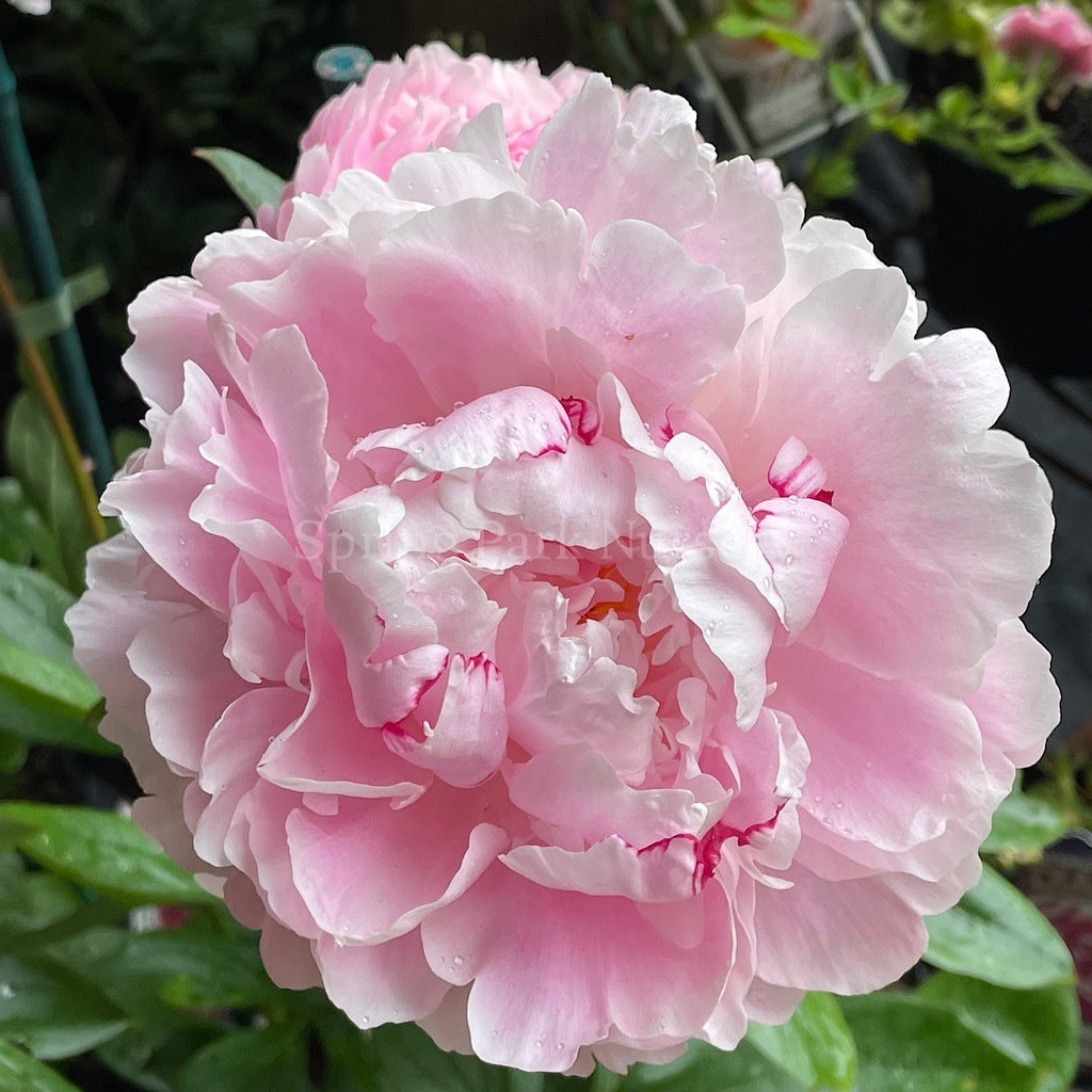 Herbaceous Peony 'Sarah Bernhardt' [Sz:Bare Rooted]