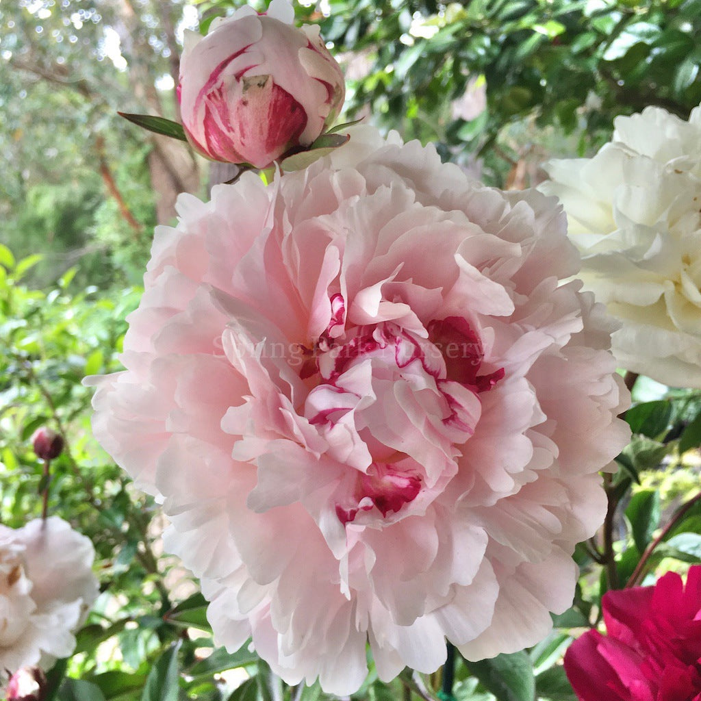 Herbaceous Peony 'Sarah Bernhardt Sport' [Sz:Bare Rooted]