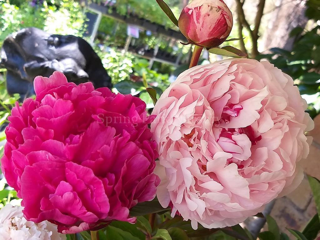 Herbaceous Peony 'Sarah Bernhardt Sport' [Sz:Bare Rooted]