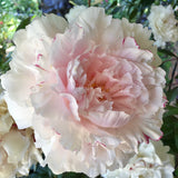 Herbaceous Peony 'Sarah Bernhardt Sport' [Sz:Bare Rooted]