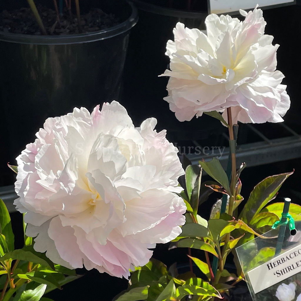 Herbaceous Peony 'Shirley Temple' [Sz:Bare Rooted]