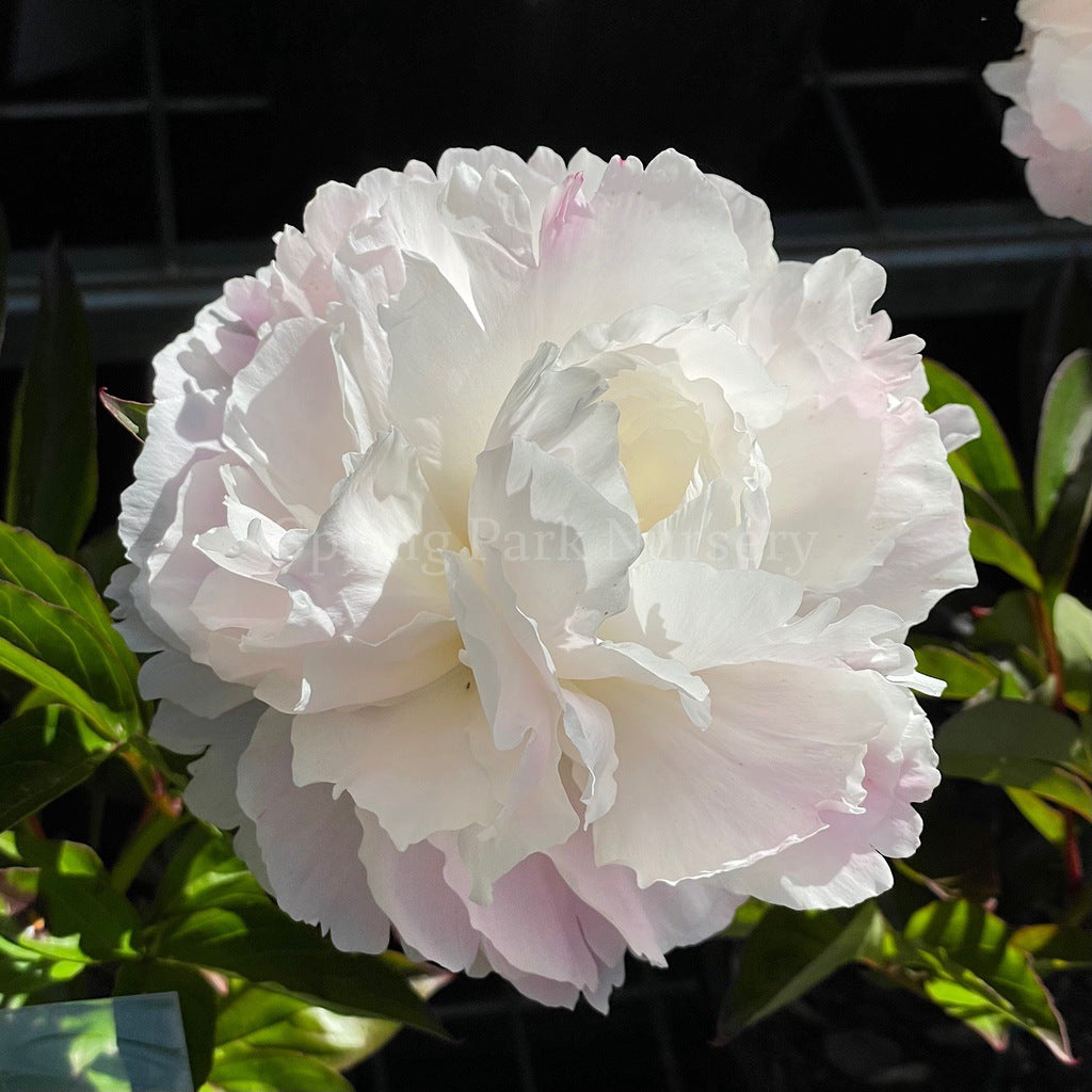 Herbaceous Peony 'Shirley Temple' [Sz:Bare Rooted]