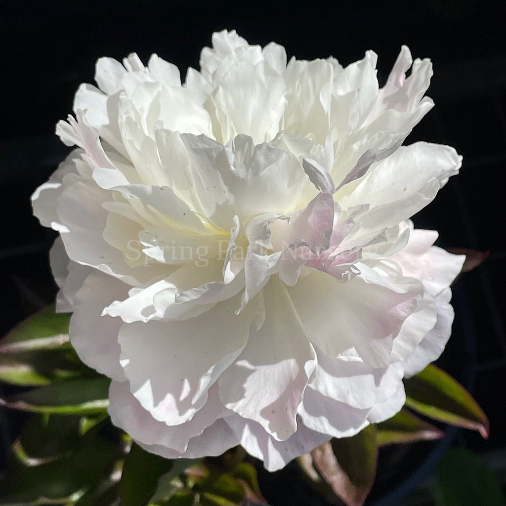 Herbaceous Peony 'Shirley Temple' [Sz:Bare Rooted]