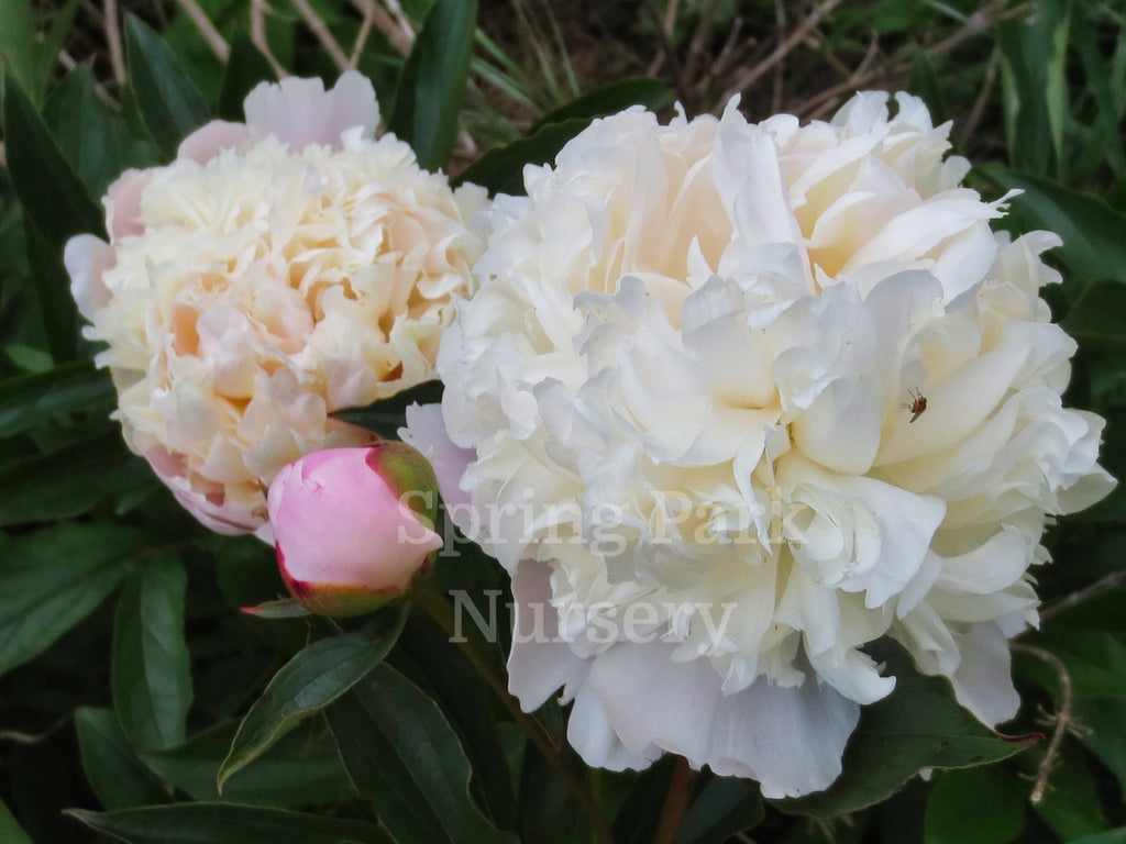 Herbaceous Peony officinalis 'Alba Plena' [Sz:200 mm]