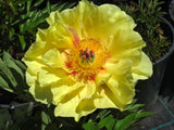 Itoh Peony 'Bartzella' [Sz:200 mm]