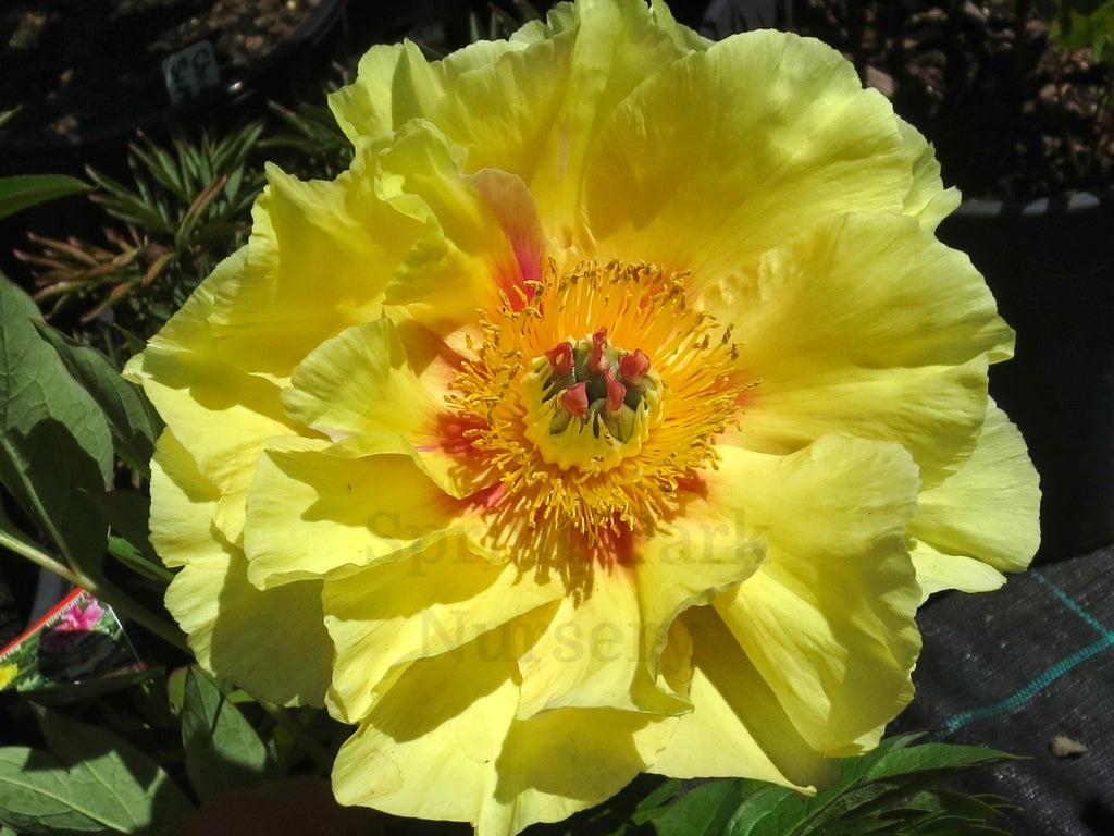 Itoh Peony 'Bartzella' [Sz:200 mm]