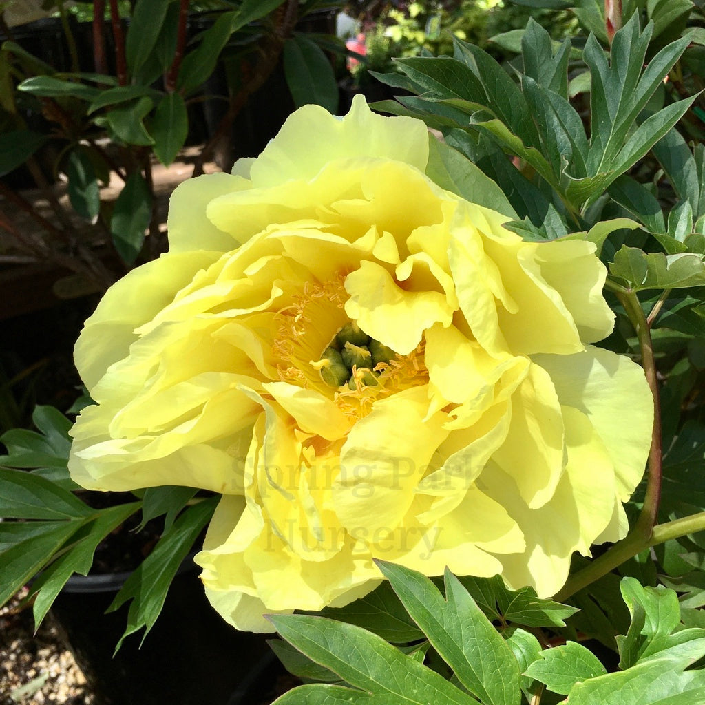 Itoh Peony 'Bartzella' [Sz:200 mm]