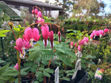 Dicentra spectabilis [Sz:100 mm]