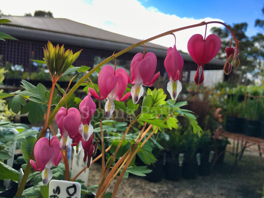 Dicentra spectabilis [Sz:100 mm]