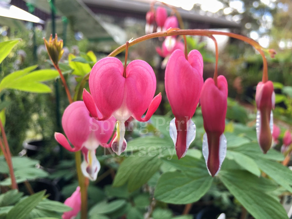 Dicentra spectabilis [Sz:100 mm]