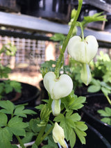 Dicentra spectabilis 'Alba' [Sz:100 mm]