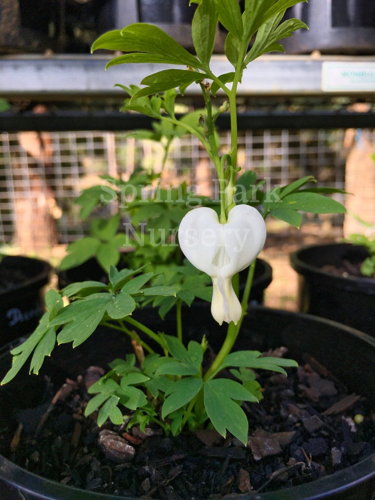 Dicentra spectabilis 'Alba' [Sz:100 mm]