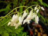 Dicentra formosa 'Alba' [Sz:100 mm]