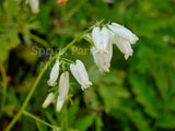 Dicentra formosa 'Alba' [Sz:100 mm]