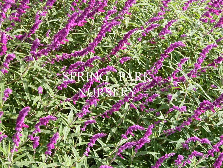 Salvia leucantha 'Purple' [Sz:100 mm]