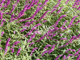 Salvia leucantha 'Purple' [Sz:100 mm]