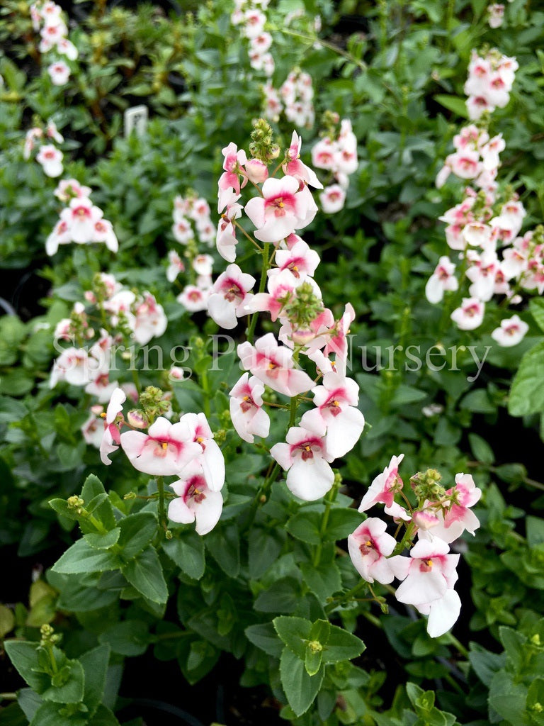 Diascia 'Aurora Cherry Blossom' [Sz:100 mm]