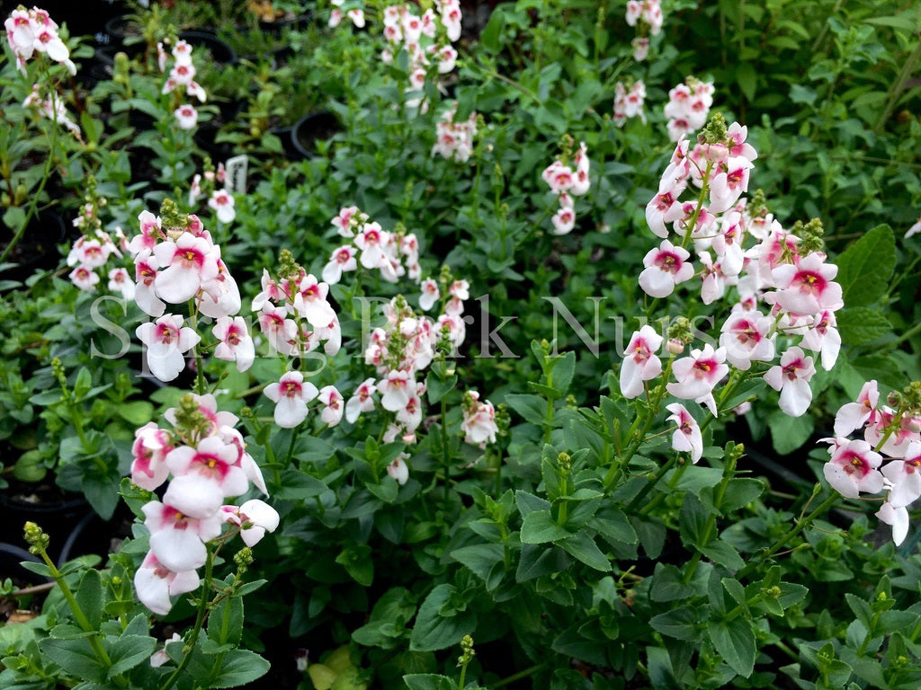 Diascia 'Aurora Cherry Blossom' [Sz:100 mm]