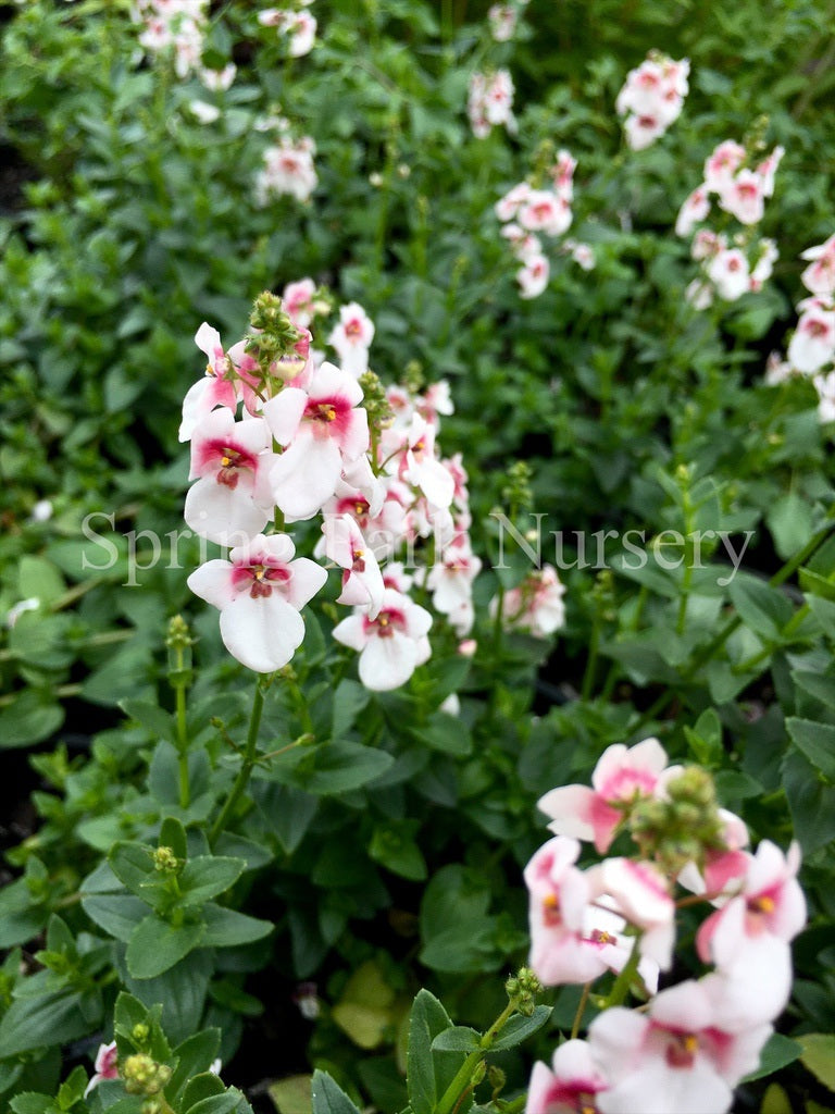 Diascia 'Aurora Cherry Blossom' [Sz:100 mm]