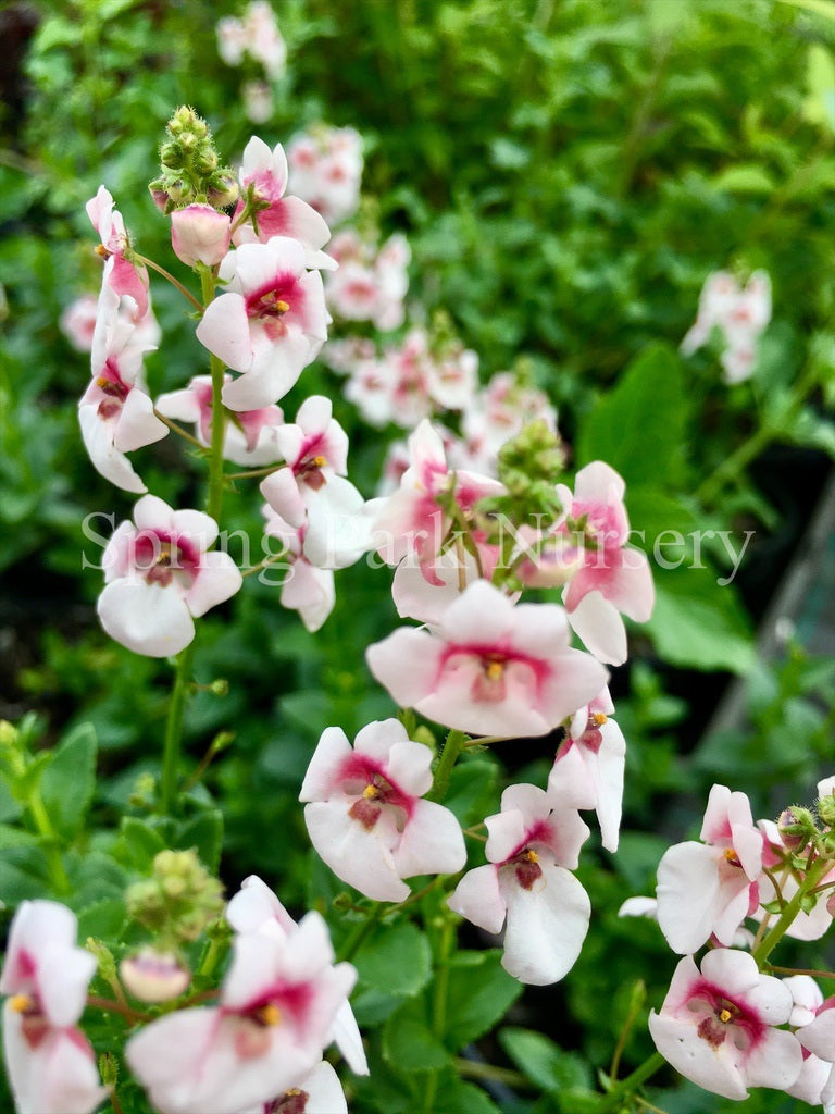 Diascia 'Aurora Cherry Blossom' [Sz:100 mm]