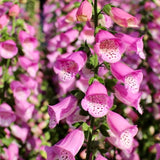 Digitalis purpurea 'Pink Panther' [Sz:100 mm]