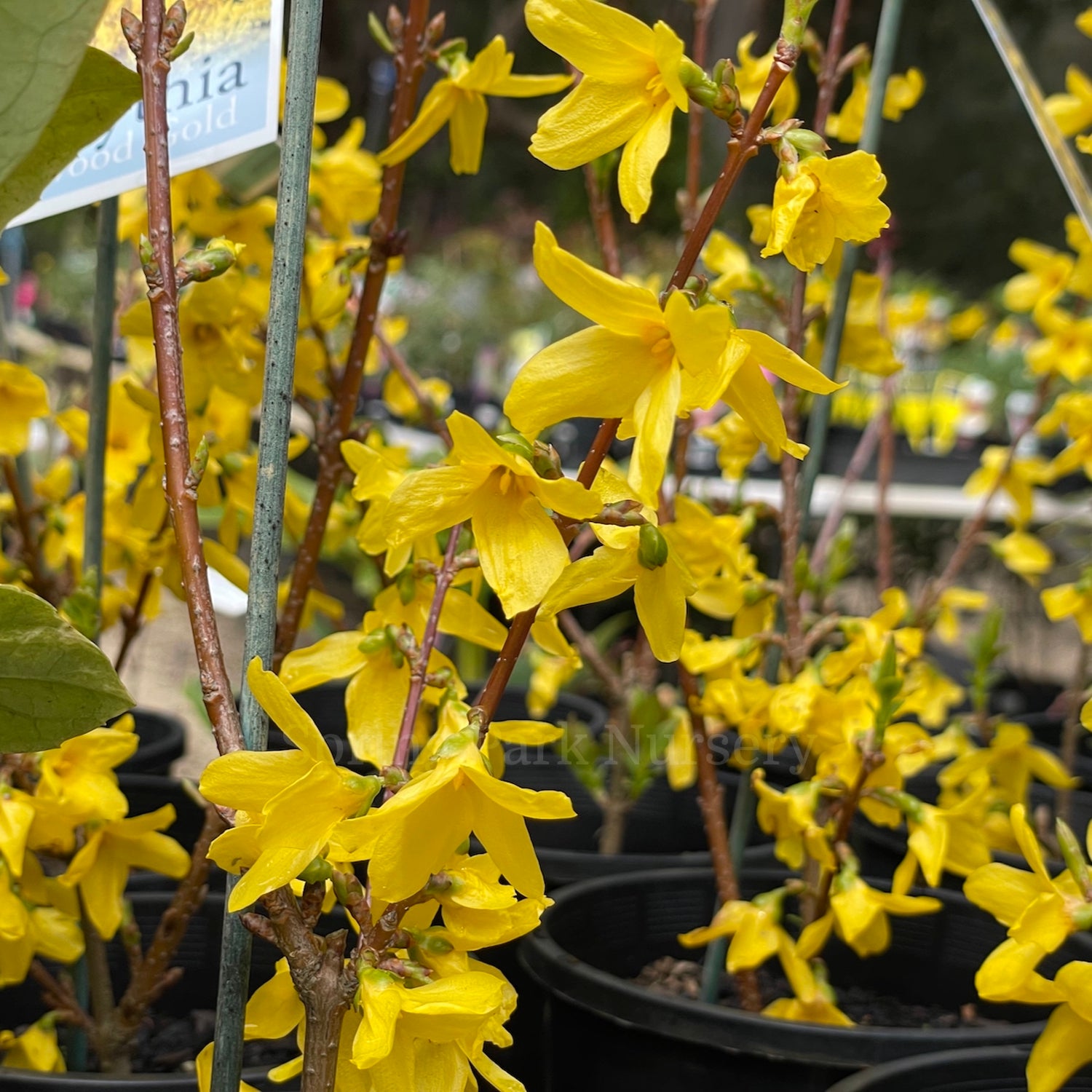 Forsythia 'Lynwood Gold' [Sz:100 mm]