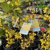Forsythia 'Lynwood Gold' [Sz:100 mm]
