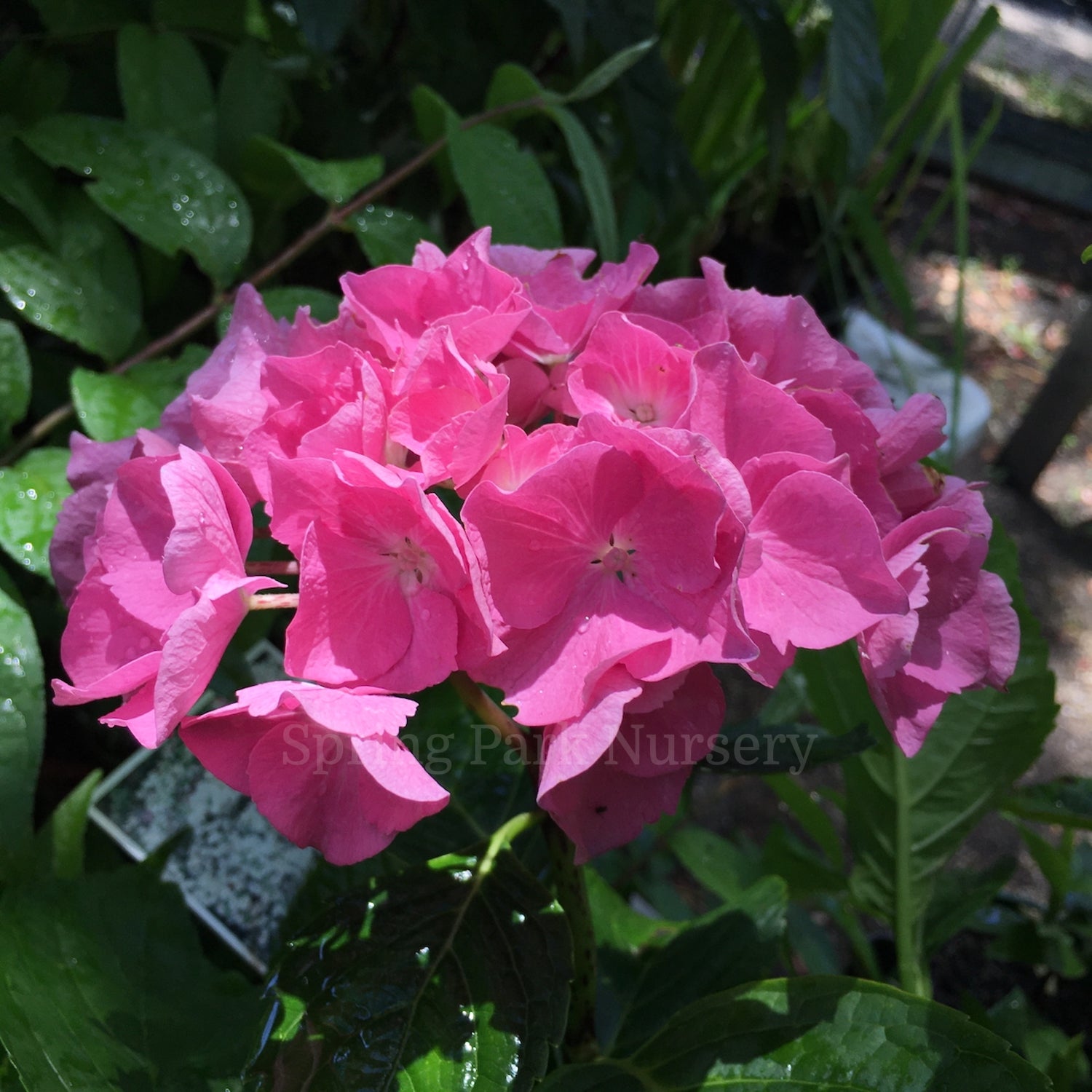 Hydrangea macrophylla 'Souvenir du Président Doumer' [Sz:100 mm]