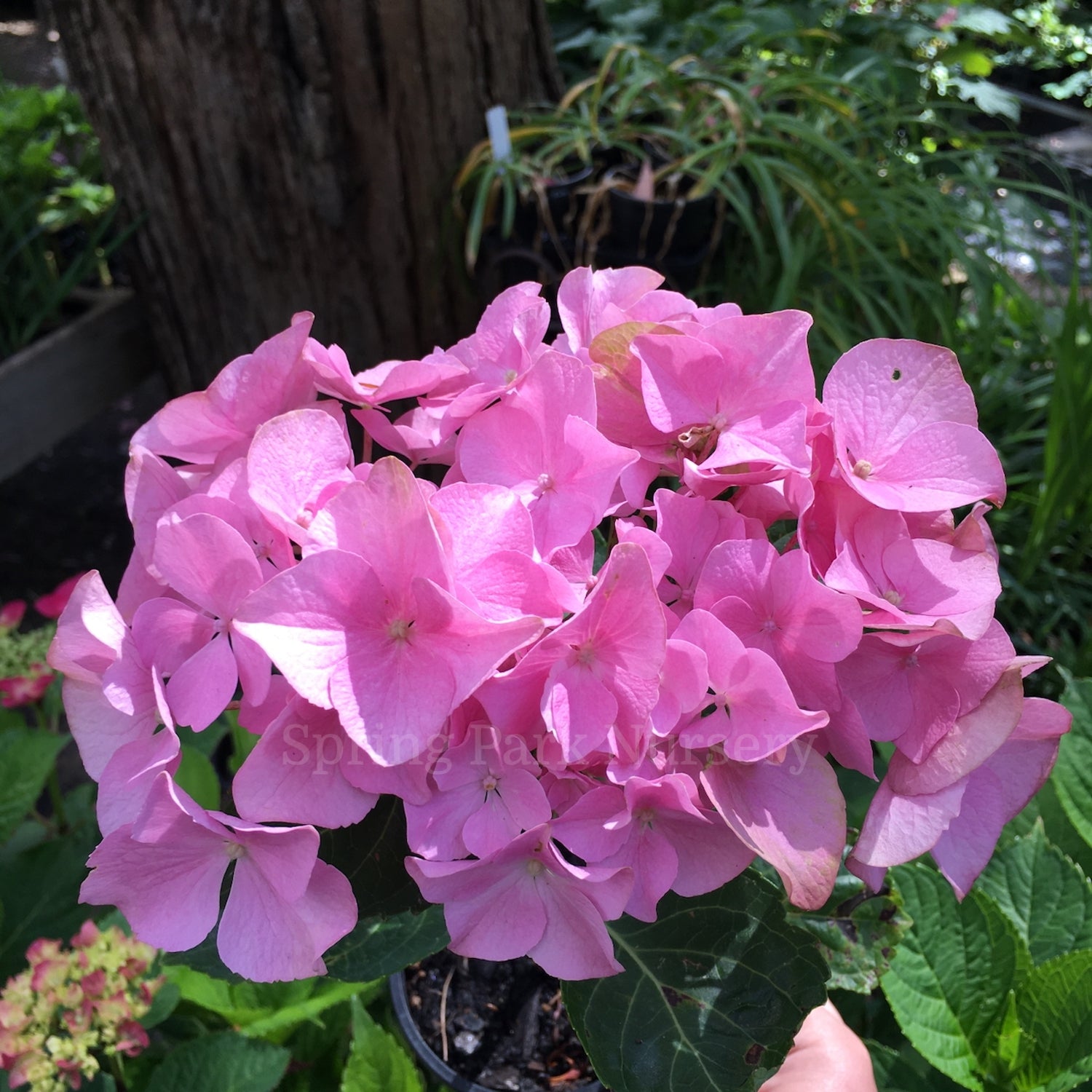 Hydrangea macrophylla 'Souvenir du Président Doumer' [Sz:100 mm]