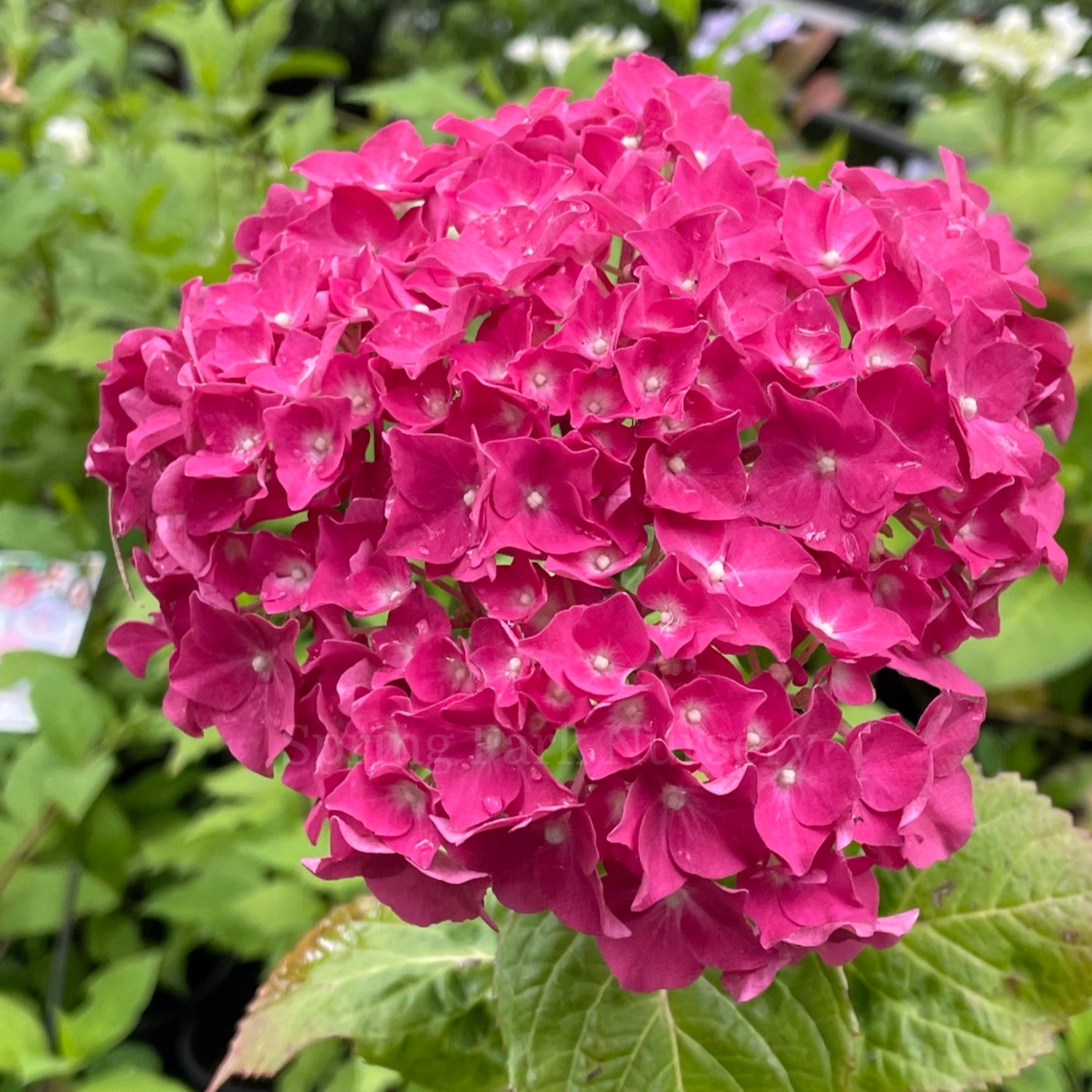 Hydrangea macrophylla 'Président R. Touchard' [Sz:100 mm]