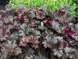 Heuchera 'Black Taffeta' [Sz:100 mm]