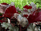 Heuchera 'Black Taffeta' [Sz:100 mm]