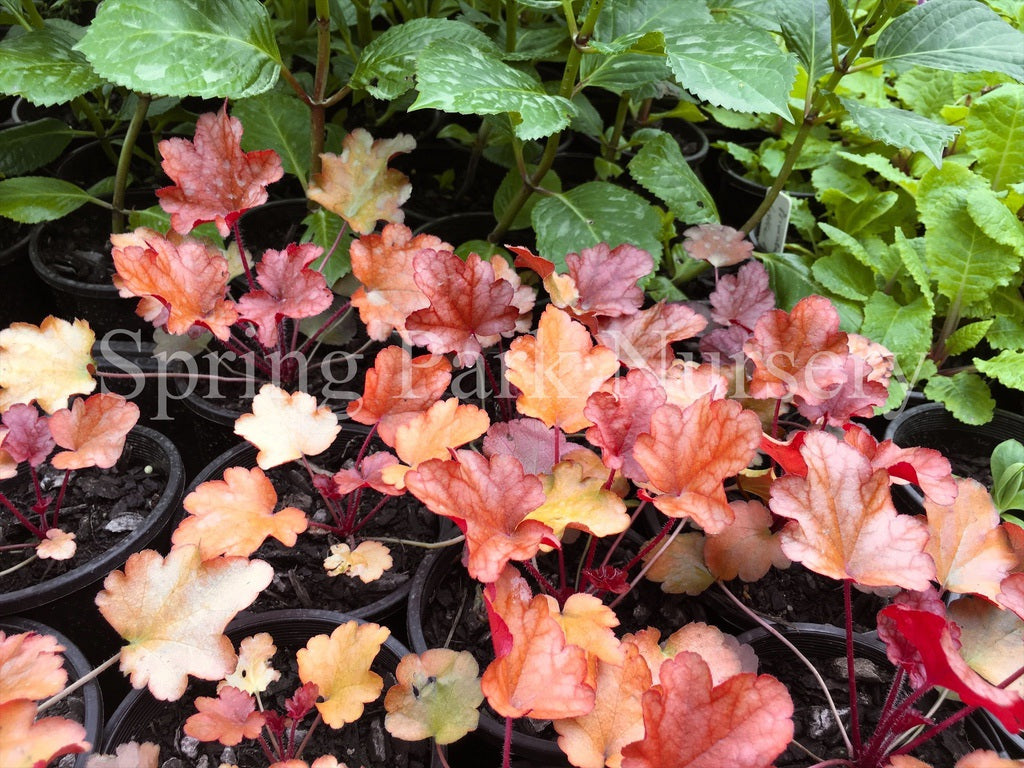 Heuchera 'Peach Flambé' [Sz:100 mm]