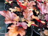 Heuchera 'Peach Flambé' [Sz:100 mm]