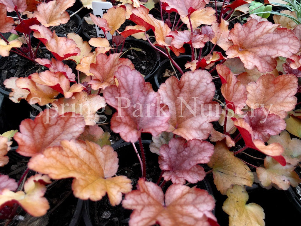 Heuchera 'Peach Flambé' [Sz:100 mm]