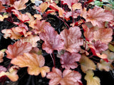 Heuchera 'Peach Flambé' [Sz:100 mm]