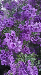 Prostanthera ovalifolia 'Variegata' [Sz:100 mm]