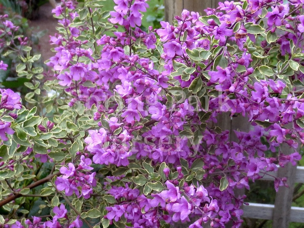 Prostanthera ovalifolia 'Variegata' [Sz:100 mm]