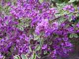 Prostanthera ovalifolia 'Variegata' [Sz:100 mm]