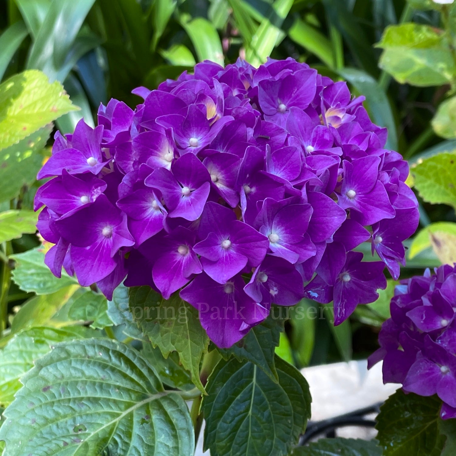 Hydrangea macrophylla 'Red/Purple Romance' [Sz:100 mm]