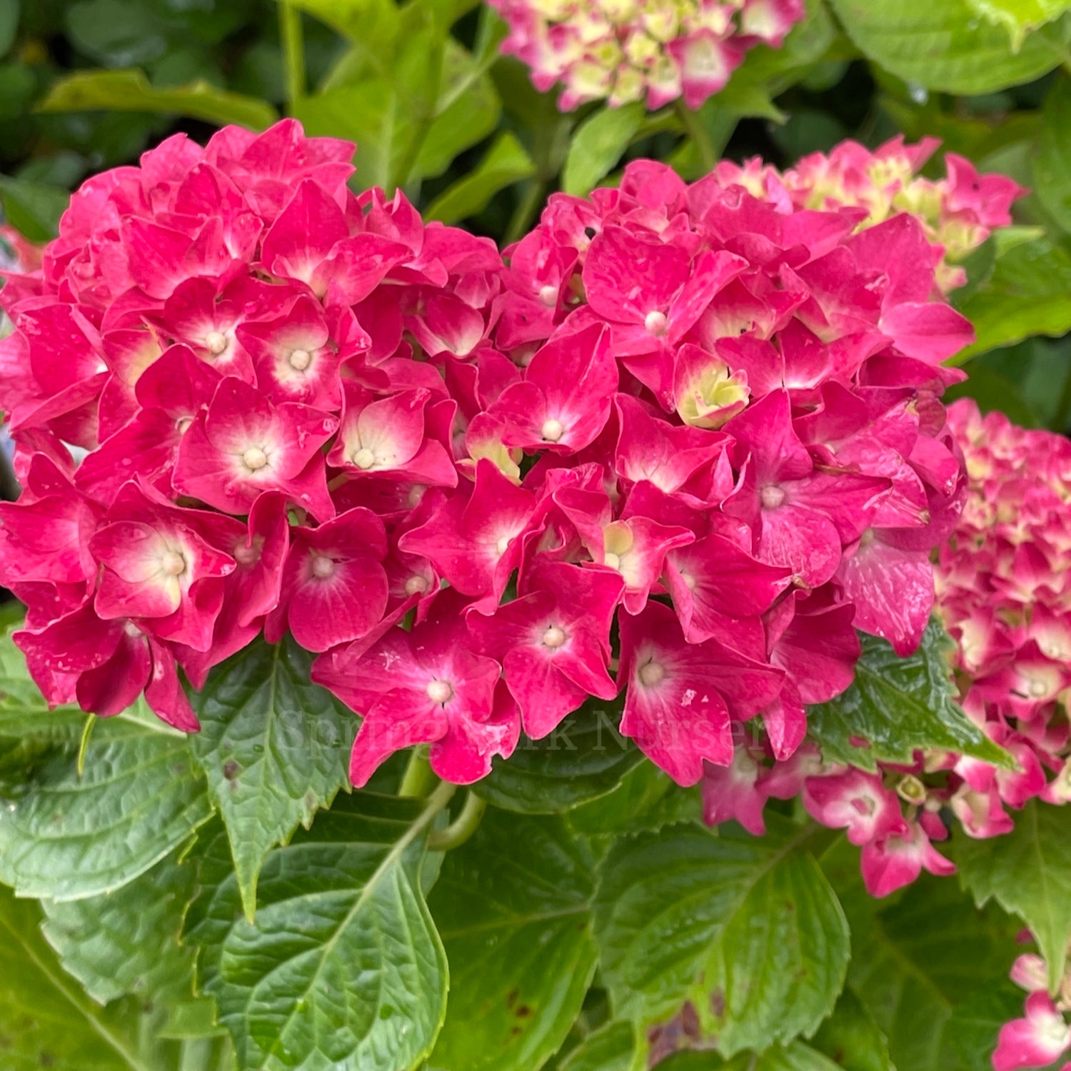 Hydrangea macrophylla 'Red/Purple Romance' [Sz:100 mm]