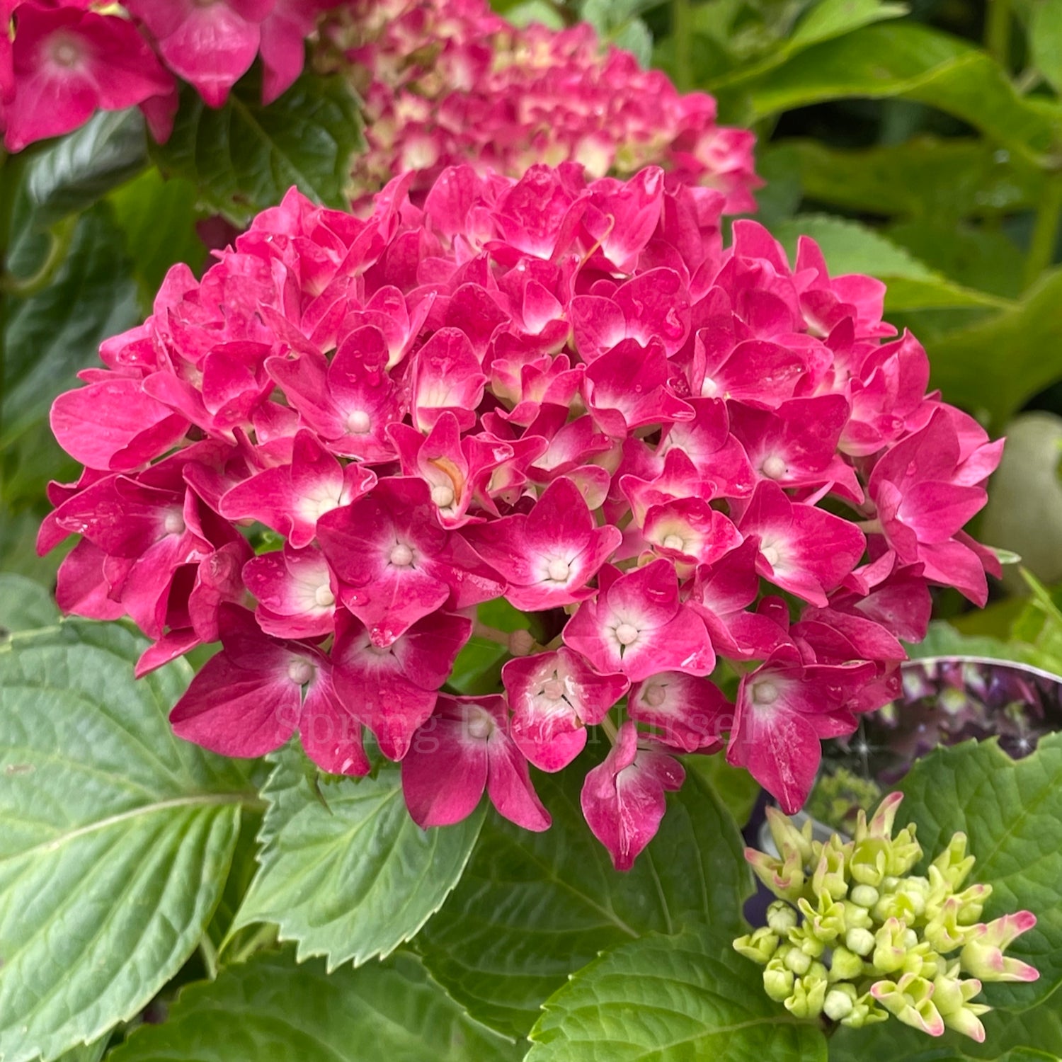 Hydrangea macrophylla 'Red/Purple Romance' [Sz:100 mm]