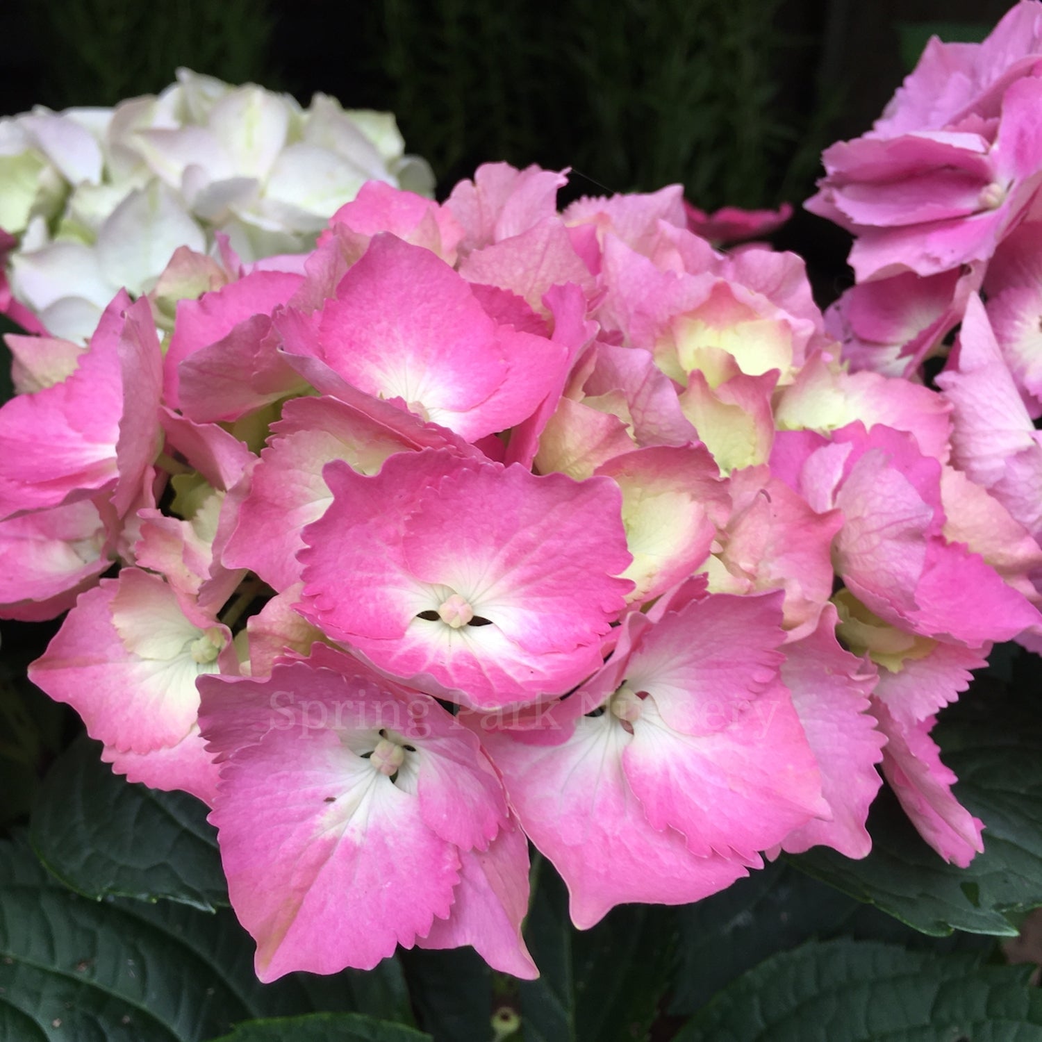 Hydrangea macrophylla 'Ursula' [Sz:100 mm]