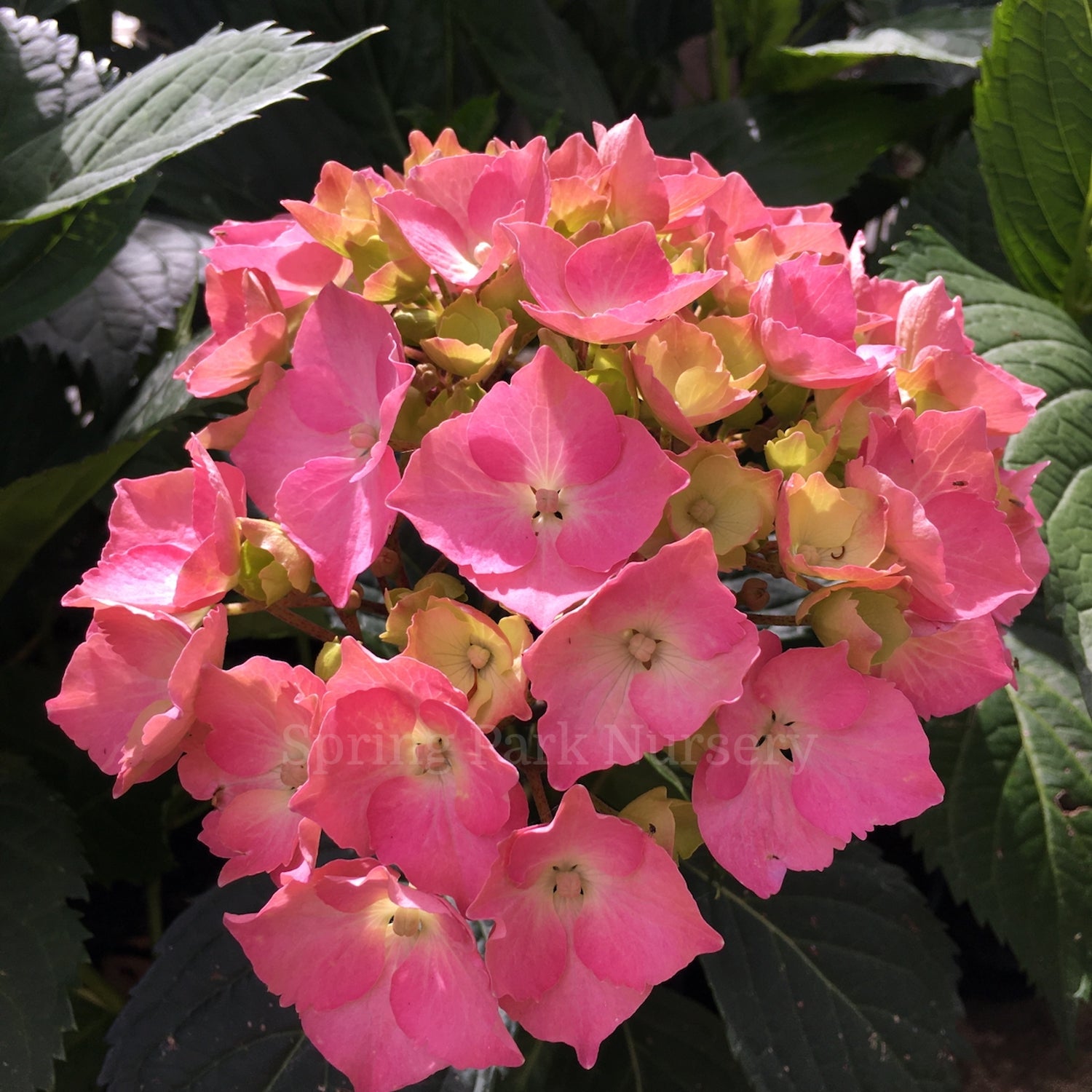 Hydrangea macrophylla 'Ursula' [Sz:100 mm]