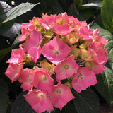 Hydrangea macrophylla 'Ursula' [Sz:100 mm]