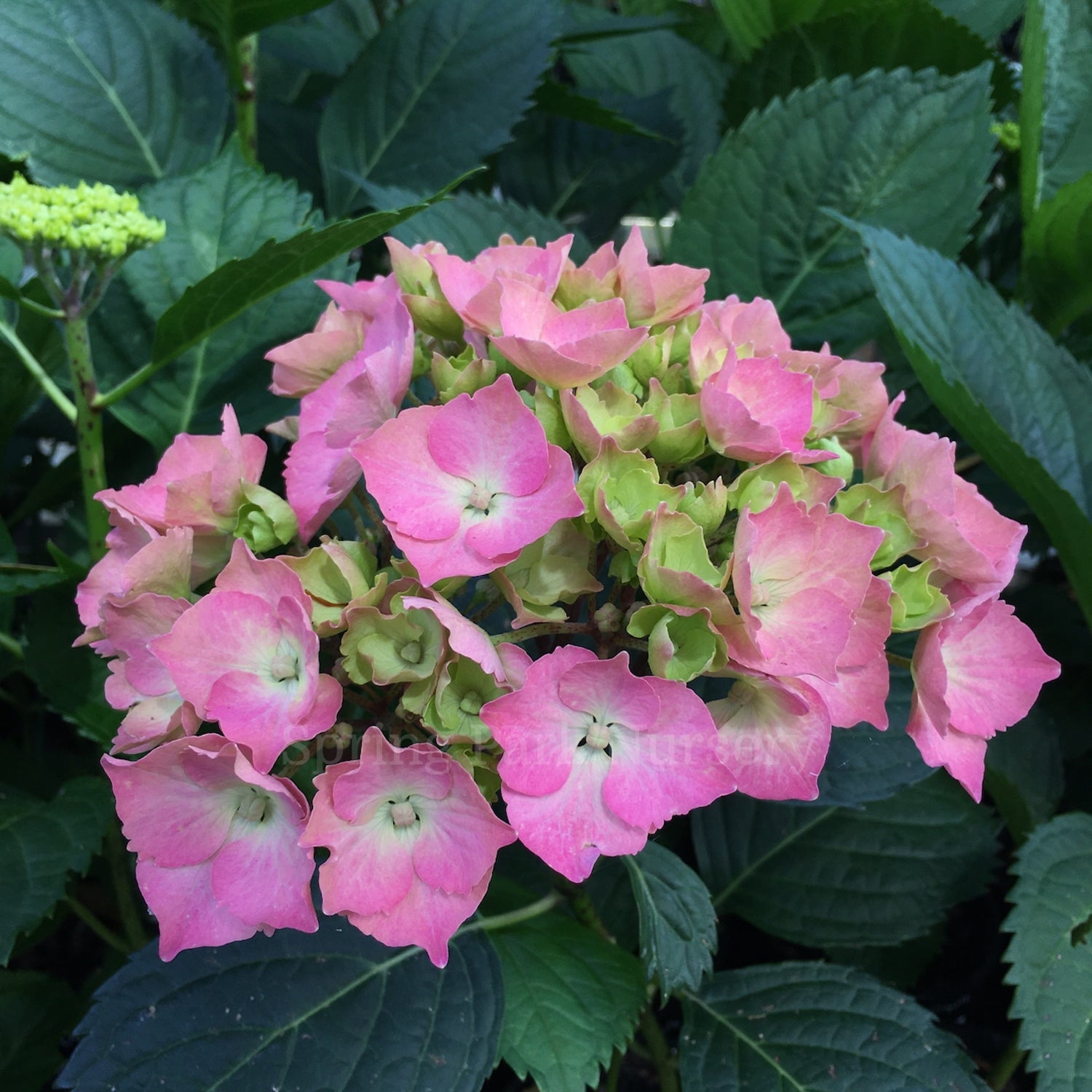 Link Hydrangea Hydrangea macrophylla 'Ursula' – Spring Park Nursery